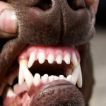 Dog Bite